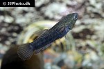 betta albimarginata betta albimarginata