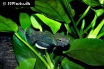 betta albimarginata betta albimarginata