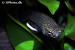 betta albimarginata betta albimarginata