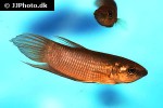 betta anabatoides betta anabatoides