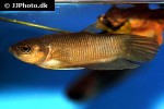 betta anabatoides betta anabatoides