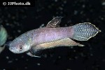 betta antoni betta antoni