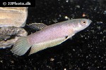 betta antoni betta antoni