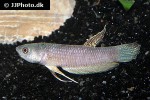 betta antoni betta antoni