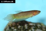betta bellica betta bellica