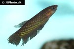 betta bellica betta bellica