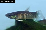 betta breviobesus betta breviobesus