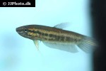 betta breviobesus betta breviobesus