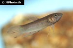 betta breviobesus betta breviobesus