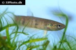 betta breviobesus betta breviobesus