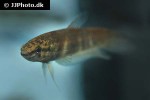 betta breviobesus betta breviobesus