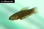 betta brownorum betta brownorum