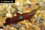 betta brownorum betta brownorum