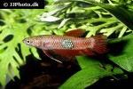 betta brownorum betta brownorum