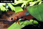 betta brownorum betta brownorum
