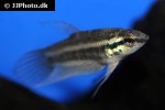 betta cf anabatoides betta cf anabatoides