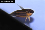 betta cf picta betta cf picta