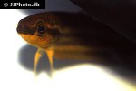 betta cf picta betta cf picta