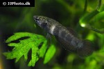 betta channoides betta channoides