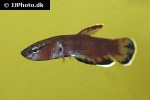 betta channoides betta channoides