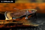 betta channoides betta channoides