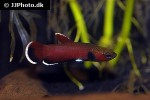 betta channoides betta channoides