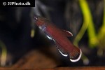 betta channoides betta channoides