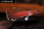 betta channoides betta channoides