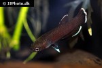 betta channoides betta channoides