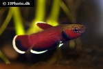 betta channoides betta channoides