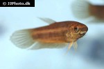 betta chloropharynx betta chloropharynx