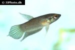 betta chloropharynx betta chloropharynx