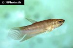 betta chloropharynx betta chloropharynx