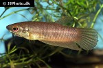 betta chloropharynx betta chloropharynx