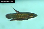 betta coccina betta coccina