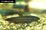 betta coccina betta coccina