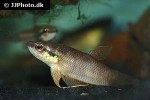 betta cracens betta cracens