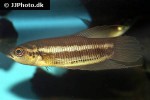 betta cracens betta cracens