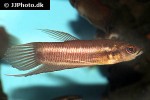 betta cracens betta cracens