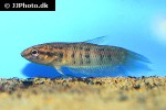 betta dimidiata betta dimidiata