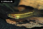 betta edithae betta edithae