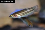 betta edithae betta edithae