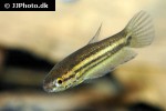 betta edithae betta edithae