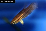 betta edithae betta edithae