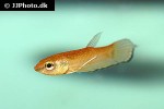 betta enisae betta enisae