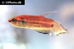 betta enisae betta enisae