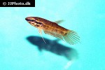 betta enisae betta enisae