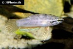 betta enisae betta enisae