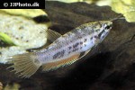 betta enisae betta enisae