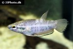 betta enisae betta enisae